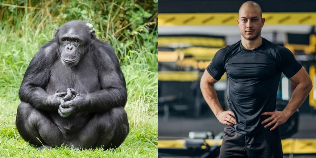 chimpanzee vs human